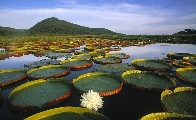 Королева тропических вод - гигантская водяная лилия - виктория амазонская