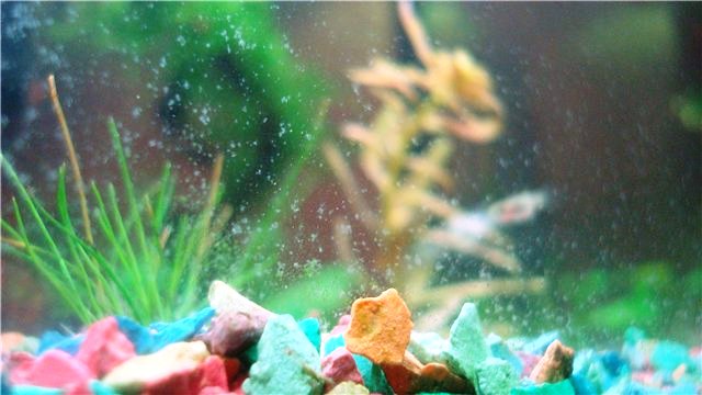 Борьба с налетом водорослей на стенках аквариума