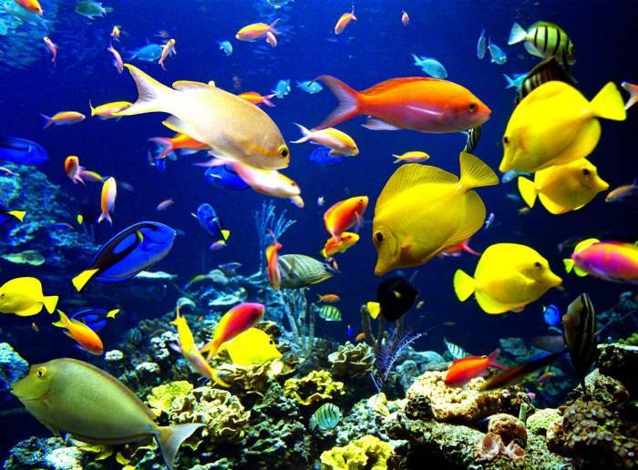 Выбор аквариумных рыбок
