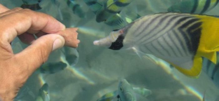 Кормление аквариумных рыбок