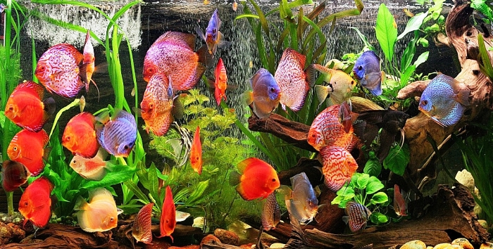Сколько рыбок, растений и улиток должно быть в аквариуме