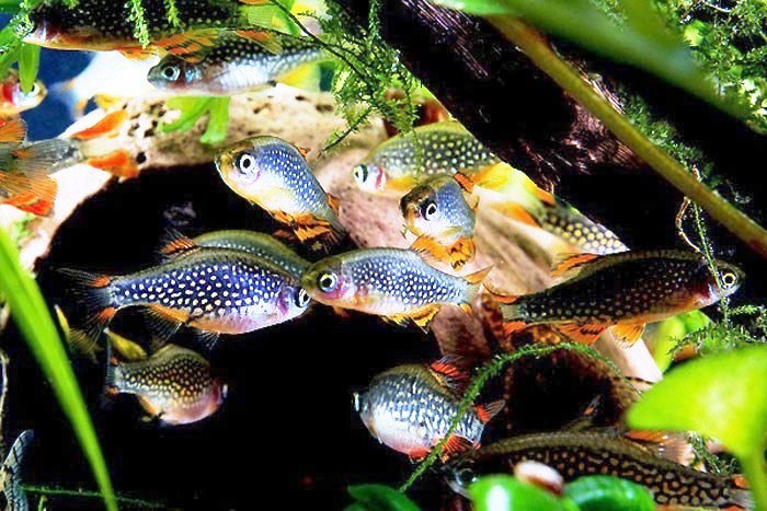 Формы естественного поведения аквариумных рыбок