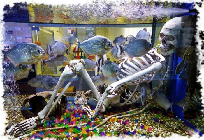 Агрессия аквариумных рыбок