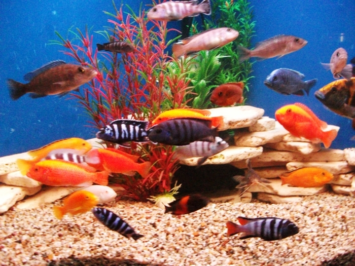 Критерии несовместимости аквариумных рыбок
