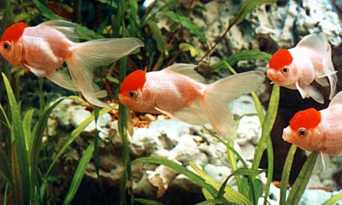 Как отличить больную аквариумную рыбку от здоровой