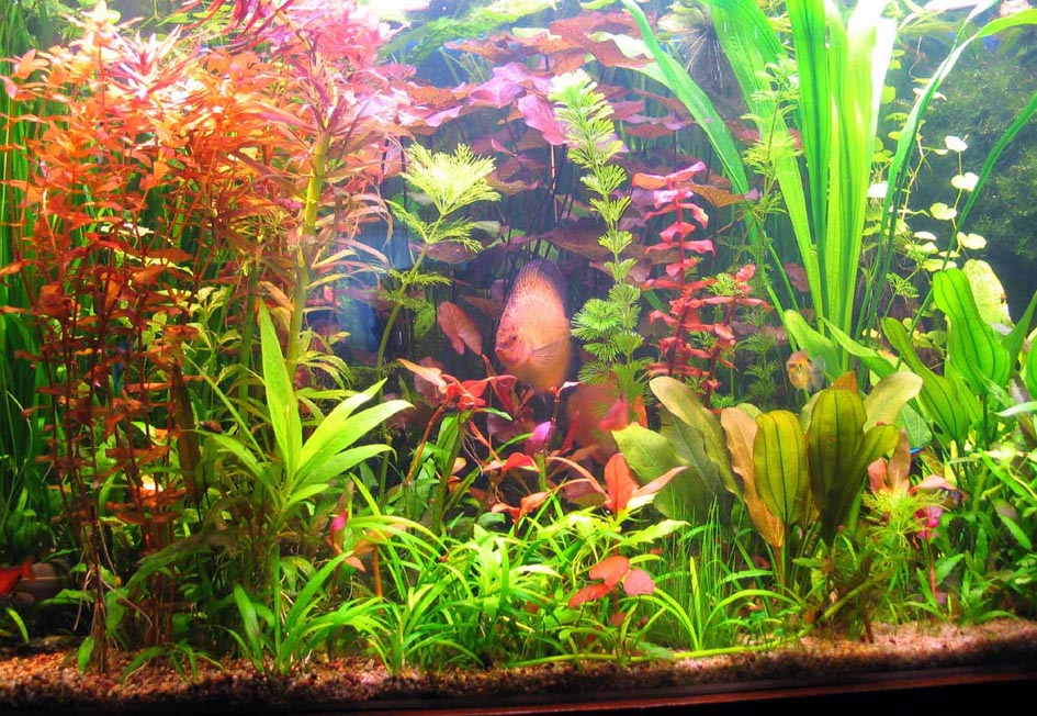 Выбор растений для аквариума