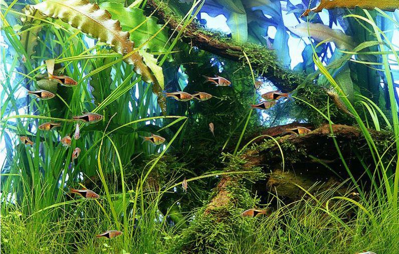 Планировка размещения растений в аквариуме